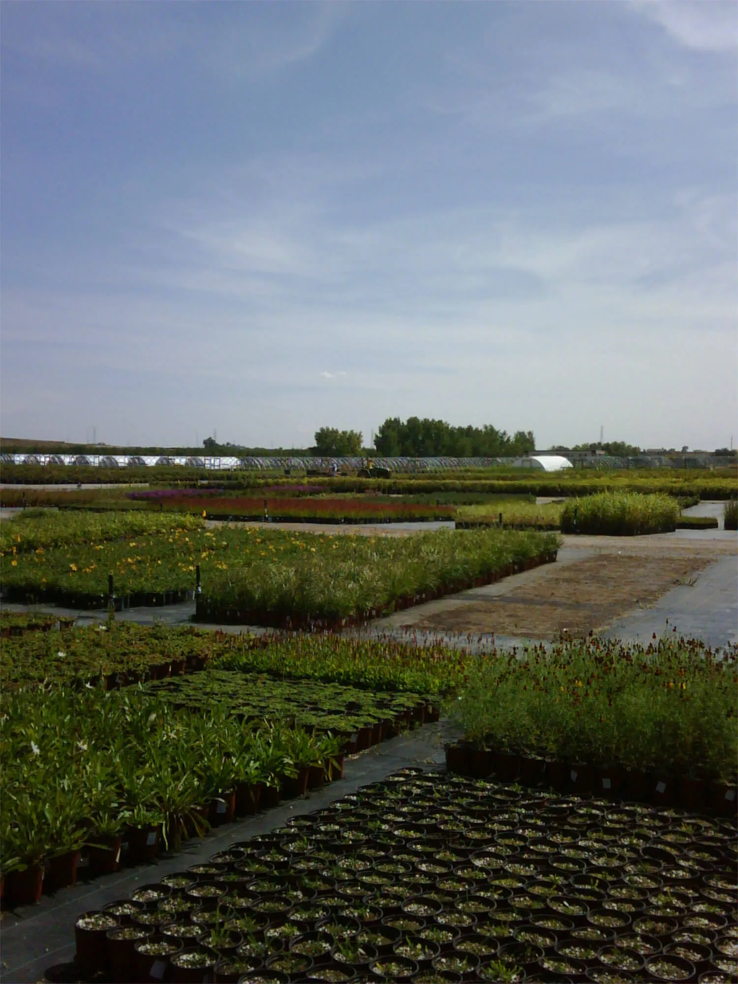 One Stop Shop For Landscapers Arbor Valley Nursery
